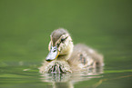 mallard