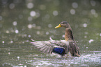 mallard