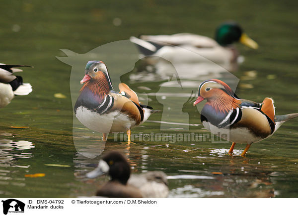 Mandarinenten / Mandarin ducks / DMS-04792