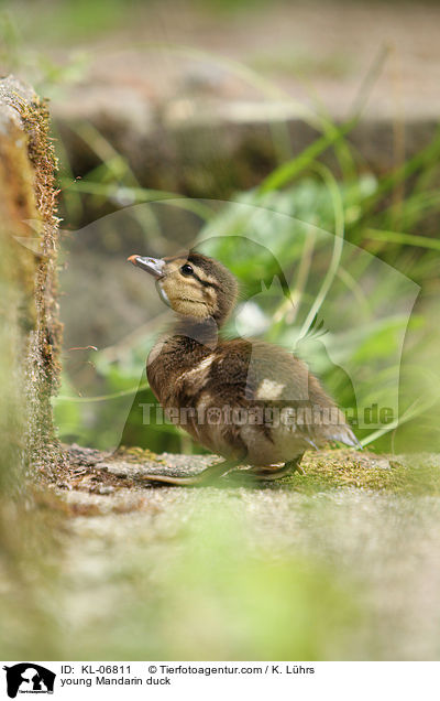 junge Mandarinente / young Mandarin duck / KL-06811