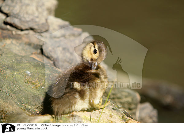 junge Mandarinente / young Mandarin duck / KL-06816