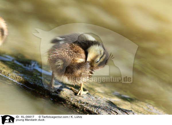 junge Mandarinente / young Mandarin duck / KL-06817