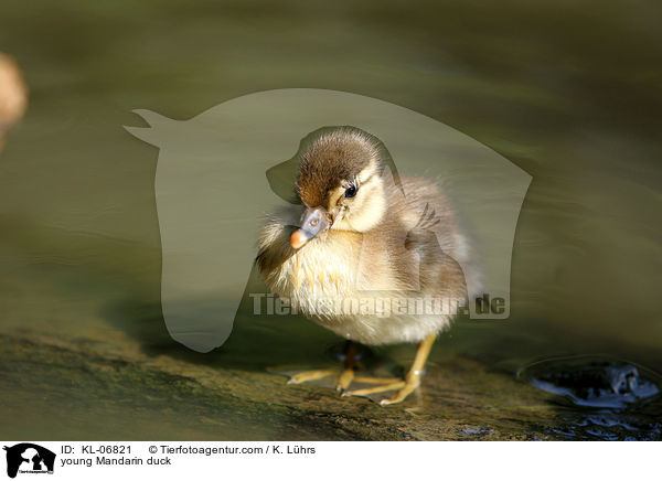 junge Mandarinente / young Mandarin duck / KL-06821