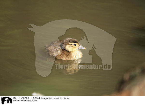 junge Mandarinente / young Mandarin duck / KL-06825