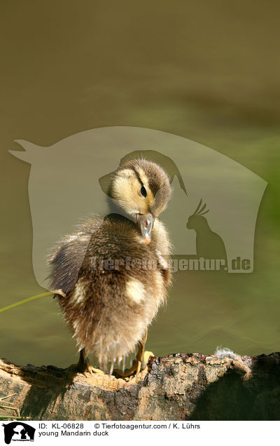 junge Mandarinente / young Mandarin duck / KL-06828