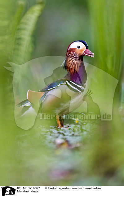 Mandarinente / Mandarin duck / MBS-07667