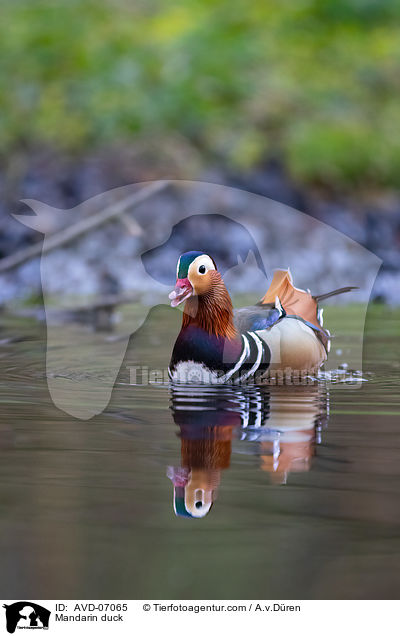 Mandarinente / Mandarin duck / AVD-07065