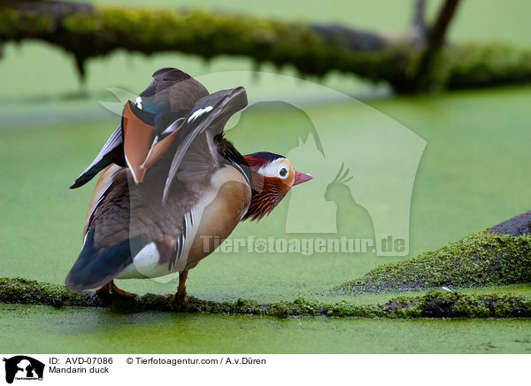 Mandarinente / Mandarin duck / AVD-07086