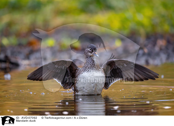 Mandarin duck / AVD-07092