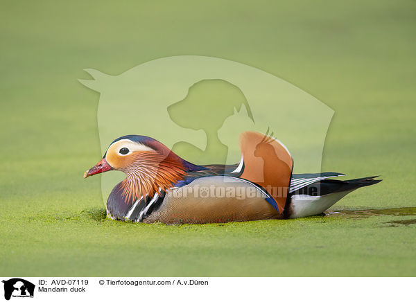 Mandarinente / Mandarin duck / AVD-07119