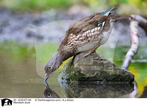 Mandarinente / Mandarin duck / AVD-07146