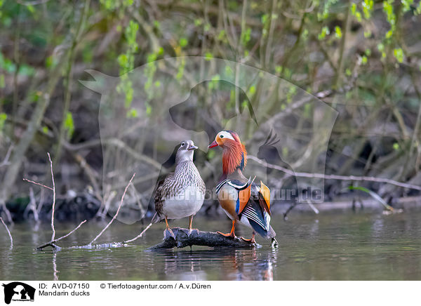 Mandarinenten / Mandarin ducks / AVD-07150