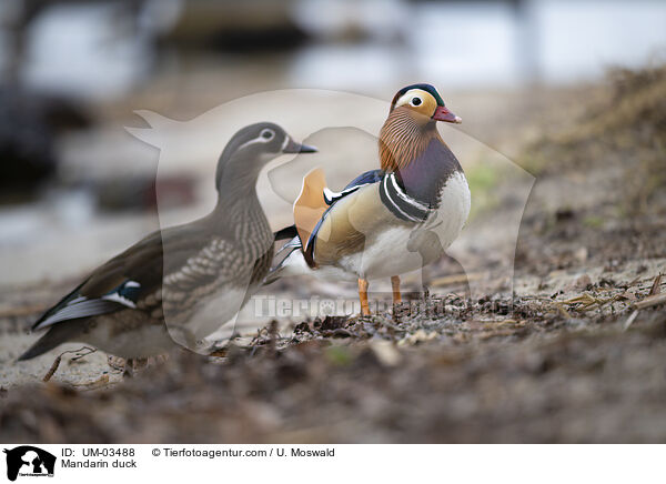 Mandarinente / Mandarin duck / UM-03488