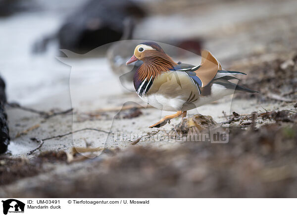 Mandarinente / Mandarin duck / UM-03491