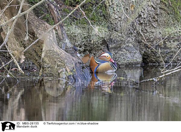 Mandarinente / Mandarin duck / MBS-28155