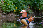 Mandarin duck