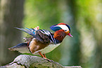 Mandarin duck