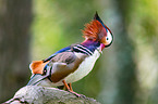 Mandarin duck