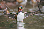 Mandarin duck