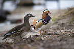 Mandarin duck