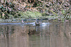 Mandarin duck