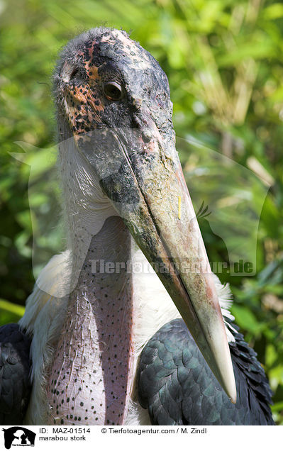 Marabu / marabou stork / MAZ-01514