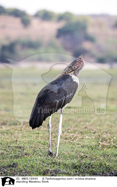 standing Marabou Stork / MBS-19544