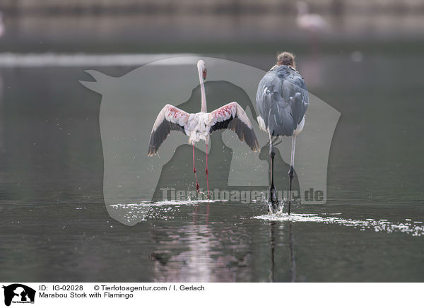 Marabou Stork with Flamingo / IG-02028