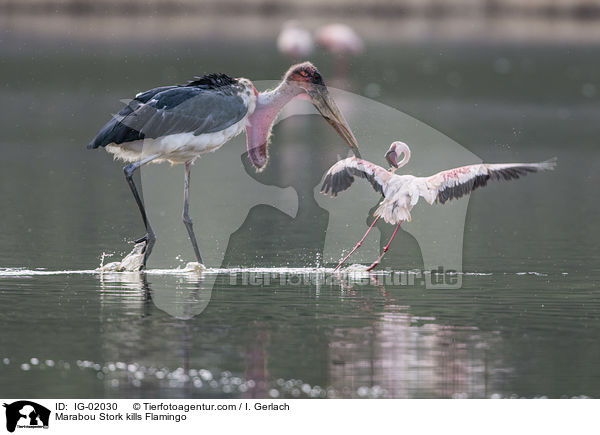 Marabou Stork kills Flamingo / IG-02030