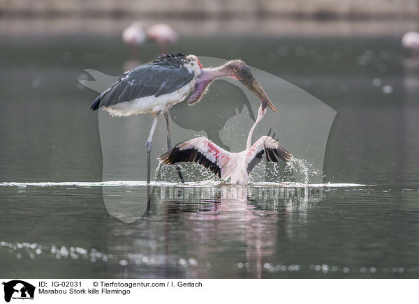 Marabou Stork kills Flamingo / IG-02031
