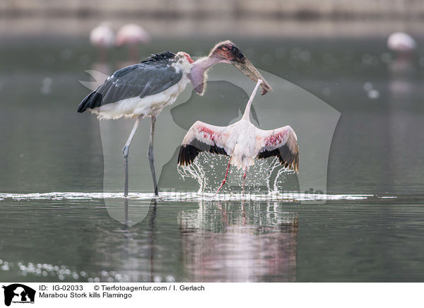Marabou Stork kills Flamingo / IG-02033