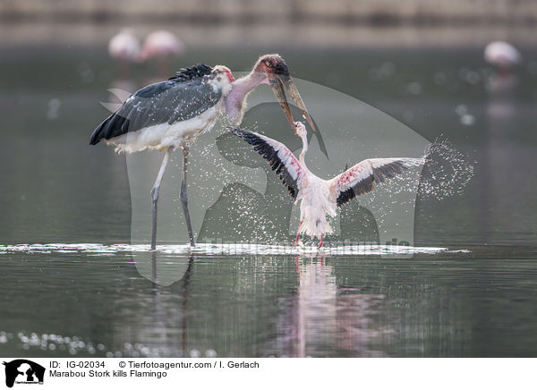 Marabu ttet Flamingo / Marabou Stork kills Flamingo / IG-02034