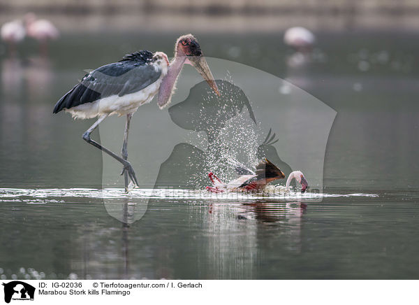 Marabou Stork kills Flamingo / IG-02036