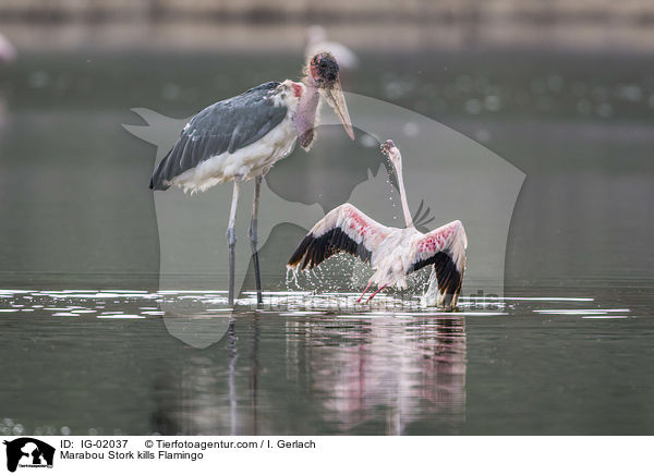 Marabou Stork kills Flamingo / IG-02037