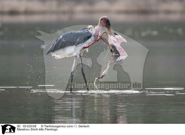 Marabou Stork kills Flamingo / IG-02038