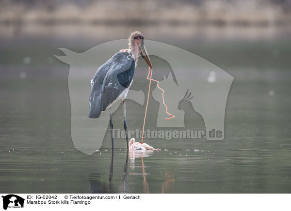 Marabou Stork kills Flamingo / IG-02042