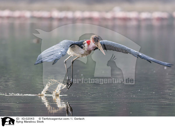 fliegender Marabu / flying Marabou Stork / IG-02043