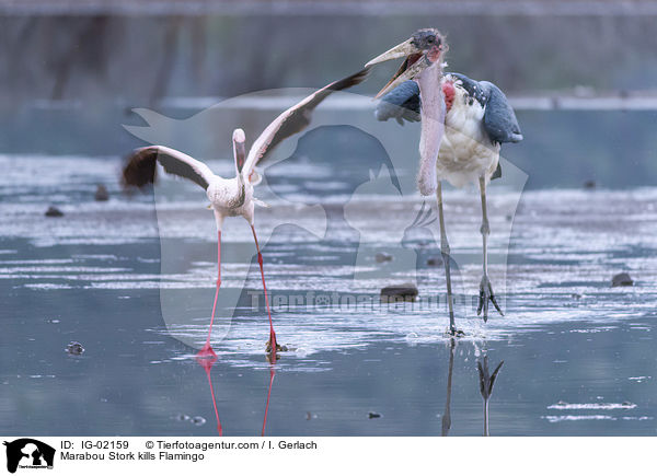 Marabou Stork kills Flamingo / IG-02159