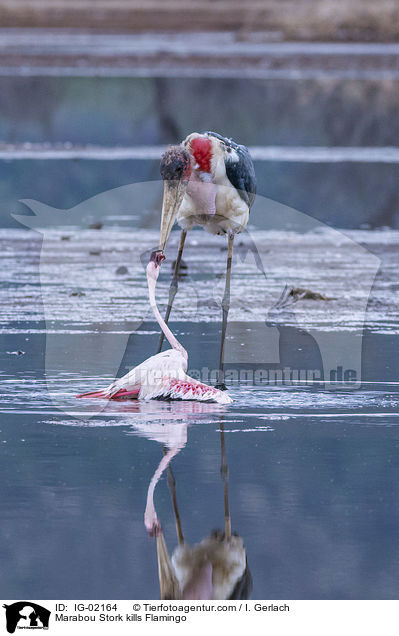 Marabou Stork kills Flamingo / IG-02164