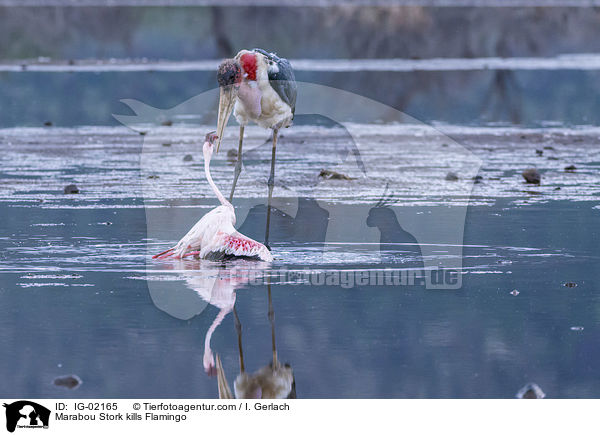 Marabu ttet Flamingo / Marabou Stork kills Flamingo / IG-02165
