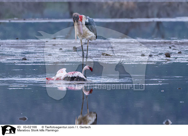 Marabou Stork kills Flamingo / IG-02166