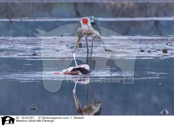Marabou Stork kills Flamingo / IG-02167
