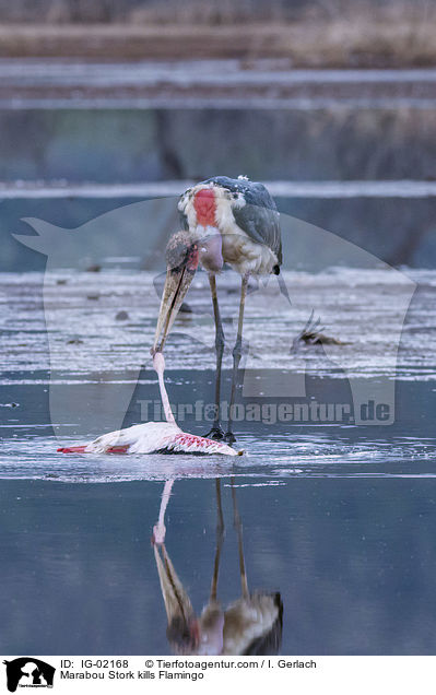 Marabu ttet Flamingo / Marabou Stork kills Flamingo / IG-02168