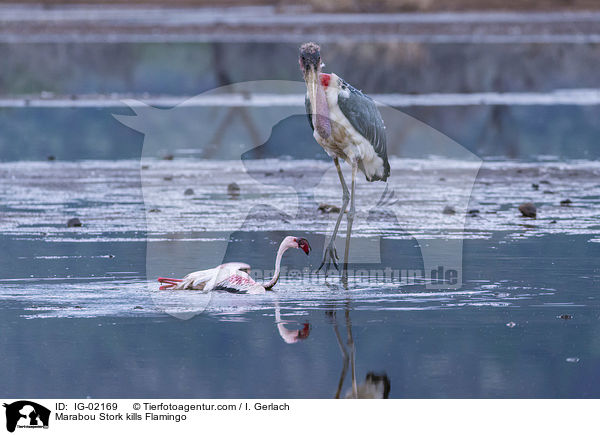 Marabou Stork kills Flamingo / IG-02169