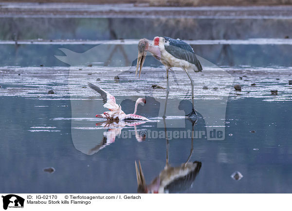 Marabou Stork kills Flamingo / IG-02170