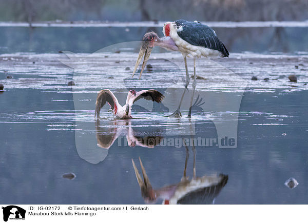 Marabou Stork kills Flamingo / IG-02172