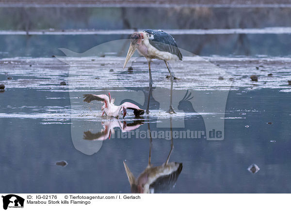 Marabu ttet Flamingo / Marabou Stork kills Flamingo / IG-02176