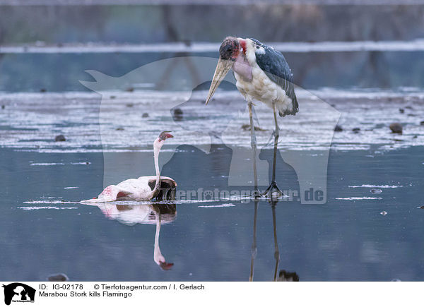 Marabu ttet Flamingo / Marabou Stork kills Flamingo / IG-02178