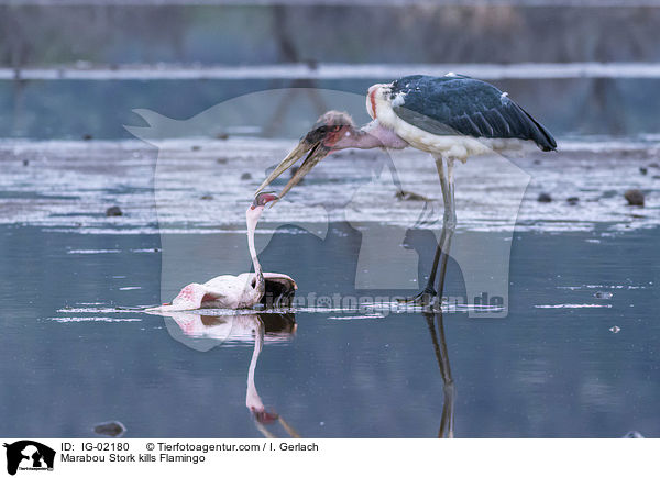 Marabu ttet Flamingo / Marabou Stork kills Flamingo / IG-02180