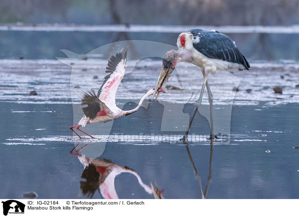 Marabou Stork kills Flamingo / IG-02184